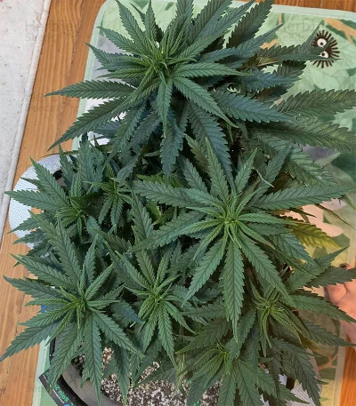 Northern Light x Big Bud Early Harvest van World of Seeds