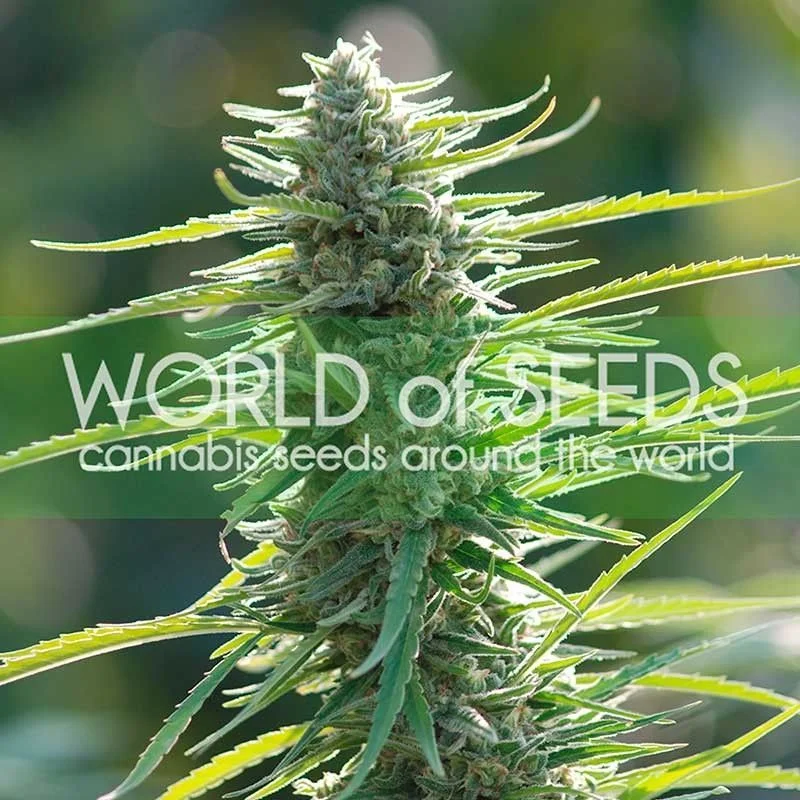 Colombian Gold van World of Seeds