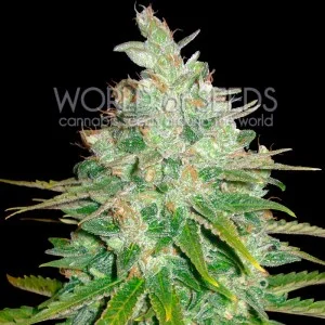 Afghan Kush x Black Domina van World of Seeds