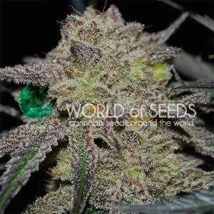 Tonic Ryder van World of Seeds