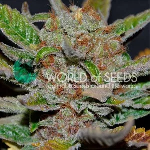 Bubba Haze van World of Seeds