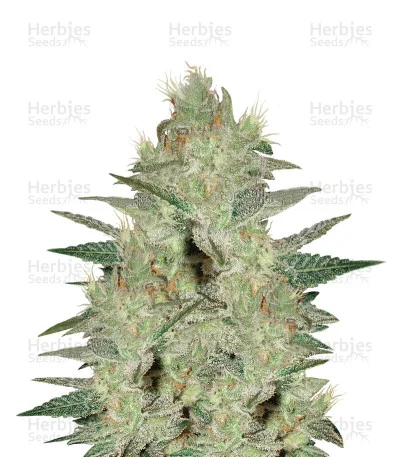 Northern Light x Big Bud Early Harvest van World of Seeds