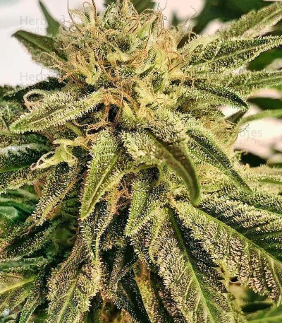 Pakistan Valley Early Harvest van World of Seeds