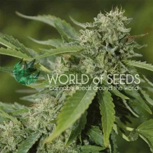 Brazil Amazonia van World of Seeds
