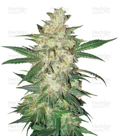 Sweet Coffee Ryder van World of Seeds
