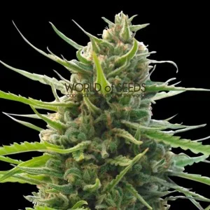 Kilimanjaro van World of Seeds