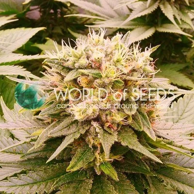 Harlequeen THC FREE van World of Seeds