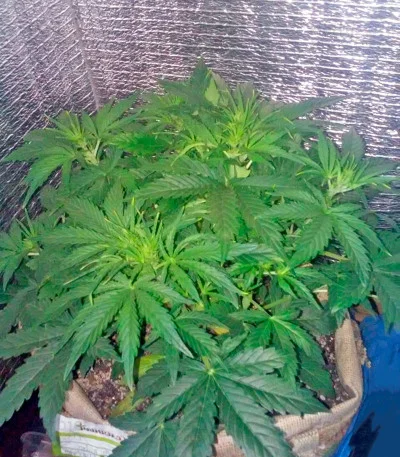 Sweet Coffee Ryder van World of Seeds
