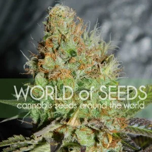 Afghan Kush Special van World of Seeds