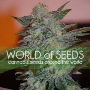 Yumbolt 47 van World of Seeds
