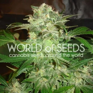 Mazar Kush van World of Seeds