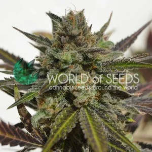 Northern Light x Skunk van World of Seeds