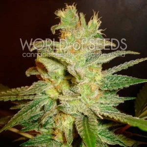 Northern Light x Big Bud van World of Seeds