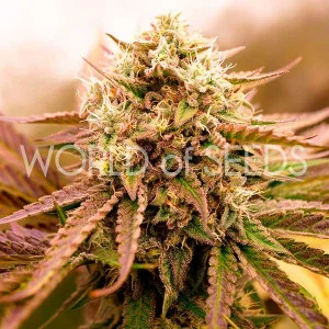 Appalachian Kush van World of Seeds