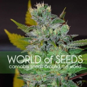 Space van World of Seeds