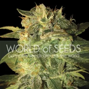 Sugar Mango Ryder van World of Seeds