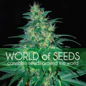South African Kwazulu van World of Seeds
