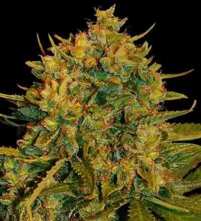 Northern Light x Big Bud van World of Seeds