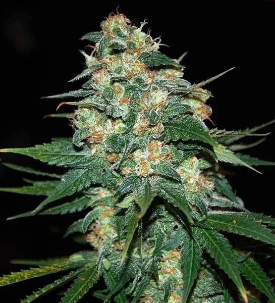 Skunk 47 van World of Seeds