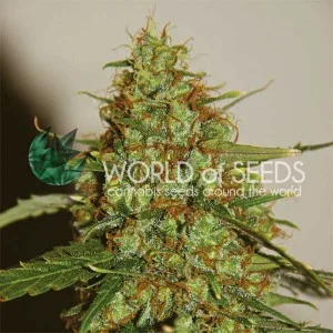 Wild Thailand Ryder van World of Seeds