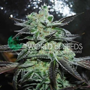 Strawberry Blue van World of Seeds