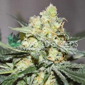 Afgan Kush x Skunk van World of Seeds