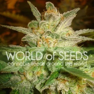 Star 47 van World of Seeds