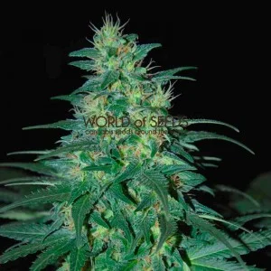 South African Kwazulu van World of Seeds