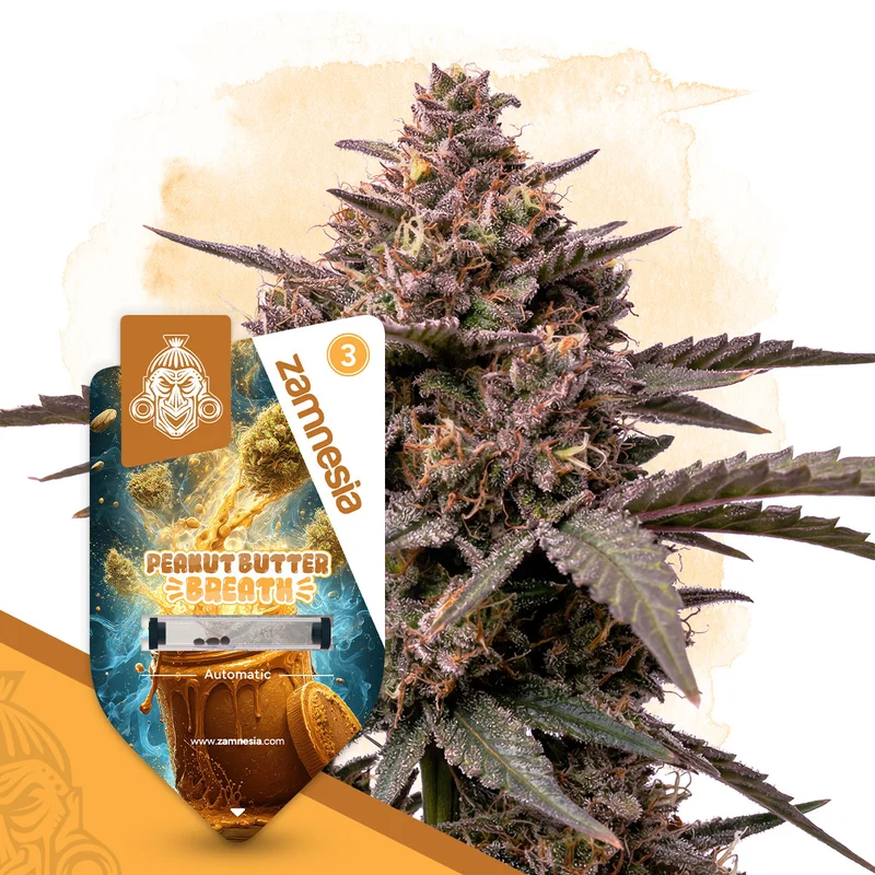 Peanut Butter Breath van Zamnesia Seeds