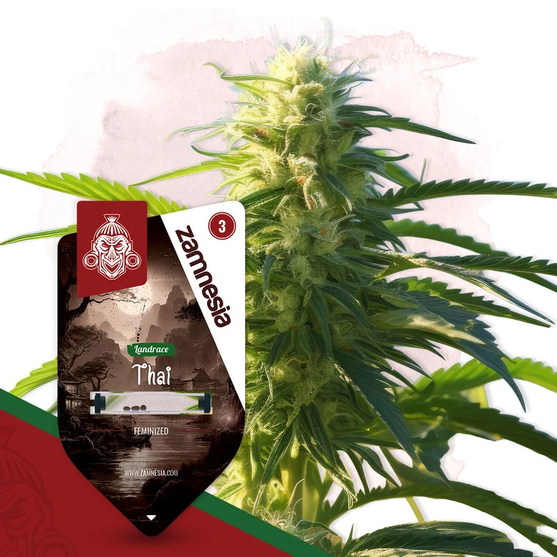 Thai van Zamnesia Seeds