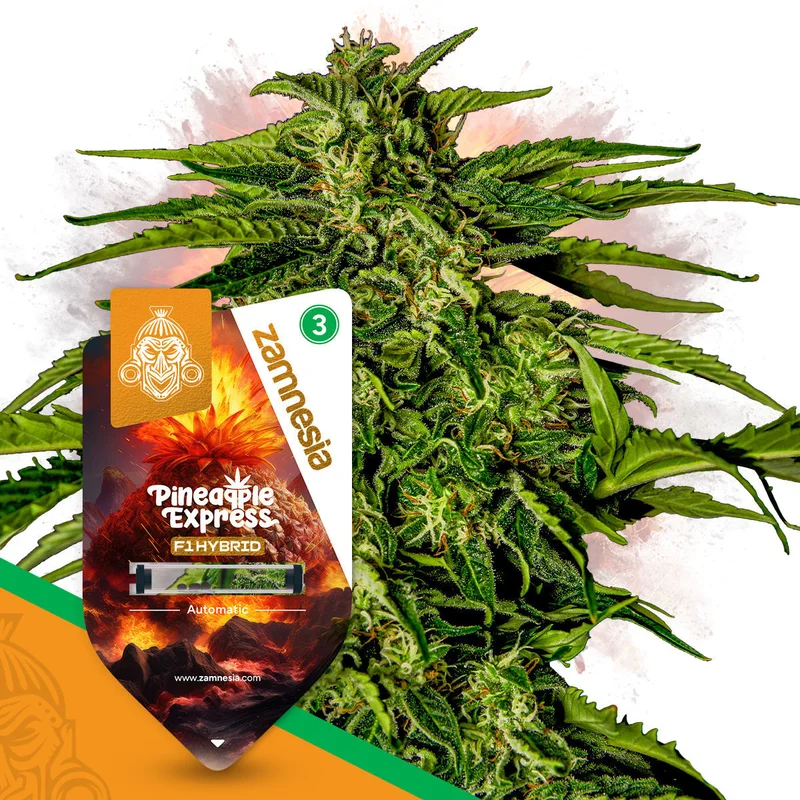 Pineapple Express F1 van Zamnesia Seeds