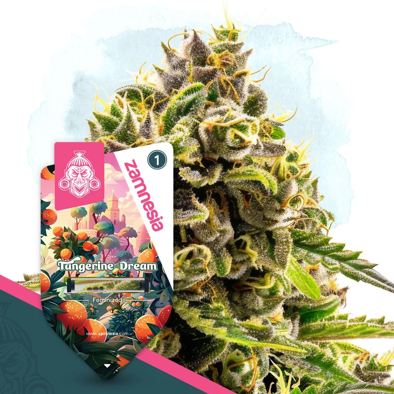 Tangerine Dream van Zamnesia Seeds