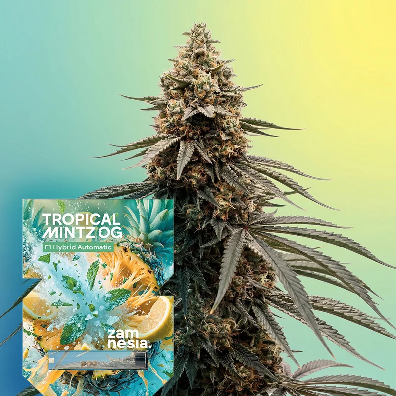 Tropical Mintz OG F1 van Zamnesia Seeds