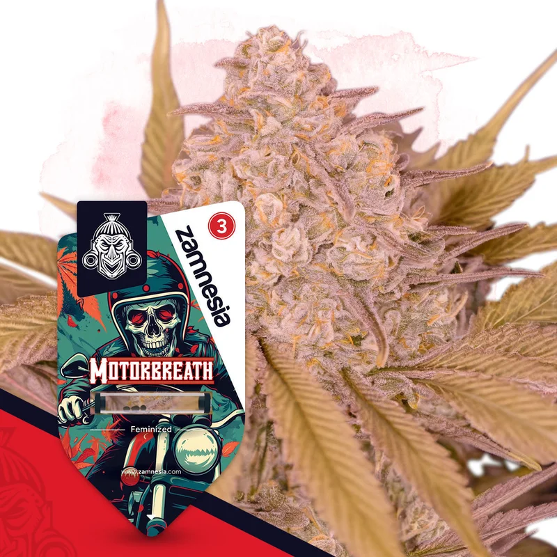 Motorbreath van Zamnesia Seeds