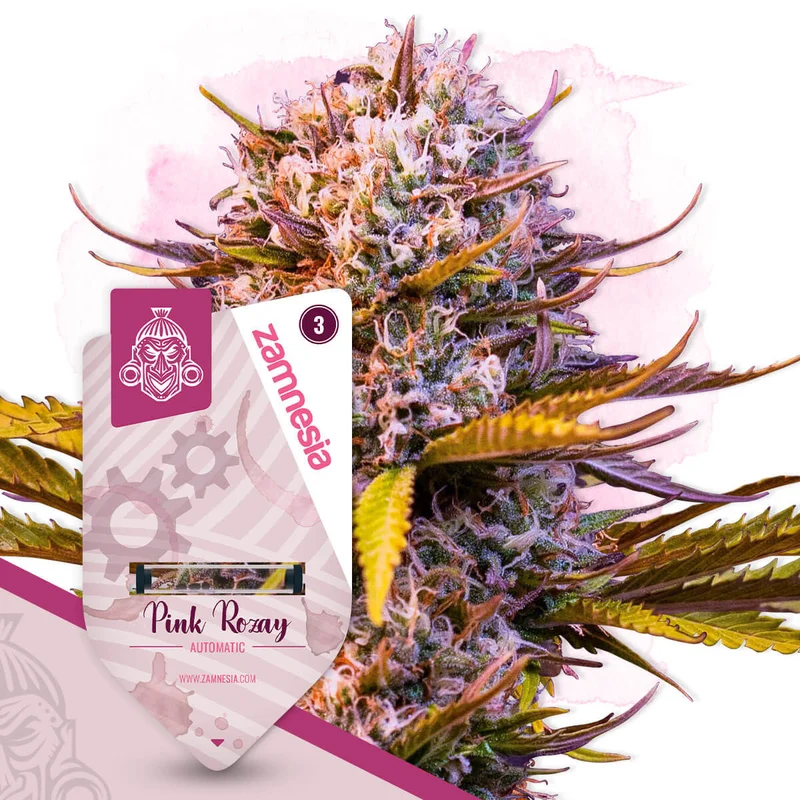 Pink Rozay van Zamnesia Seeds