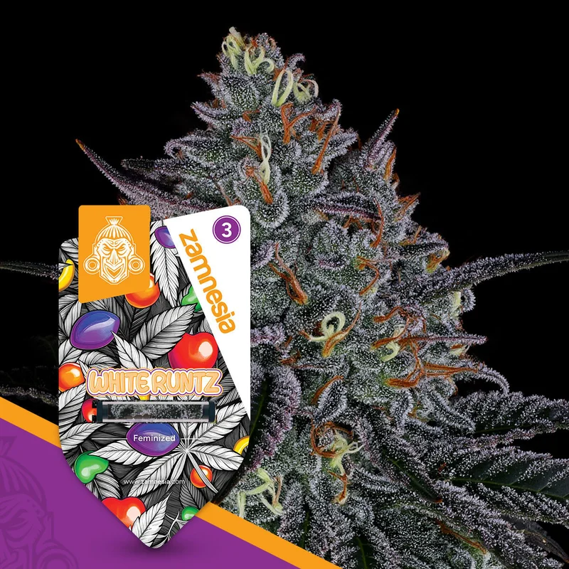 White Runtz van Zamnesia Seeds