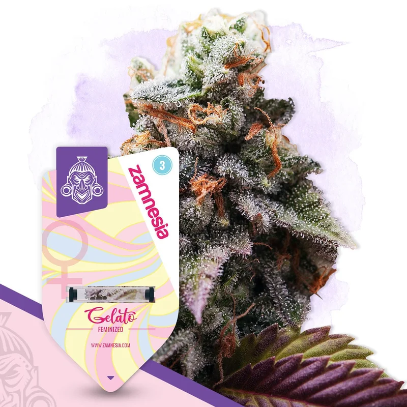Gelato van Zamnesia Seeds