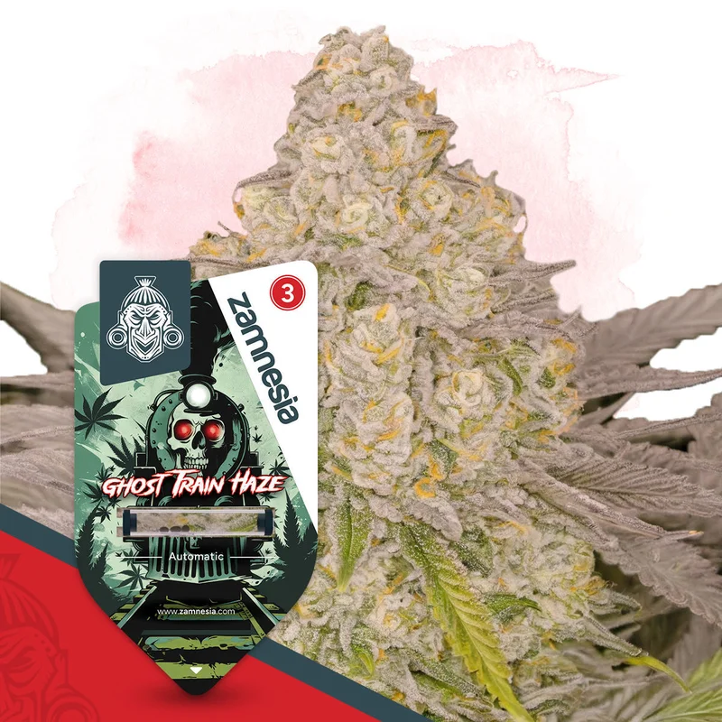 Ghost Train Haze van Zamnesia Seeds