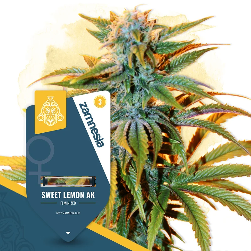 Sweet Lemon AK van Zamnesia Seeds