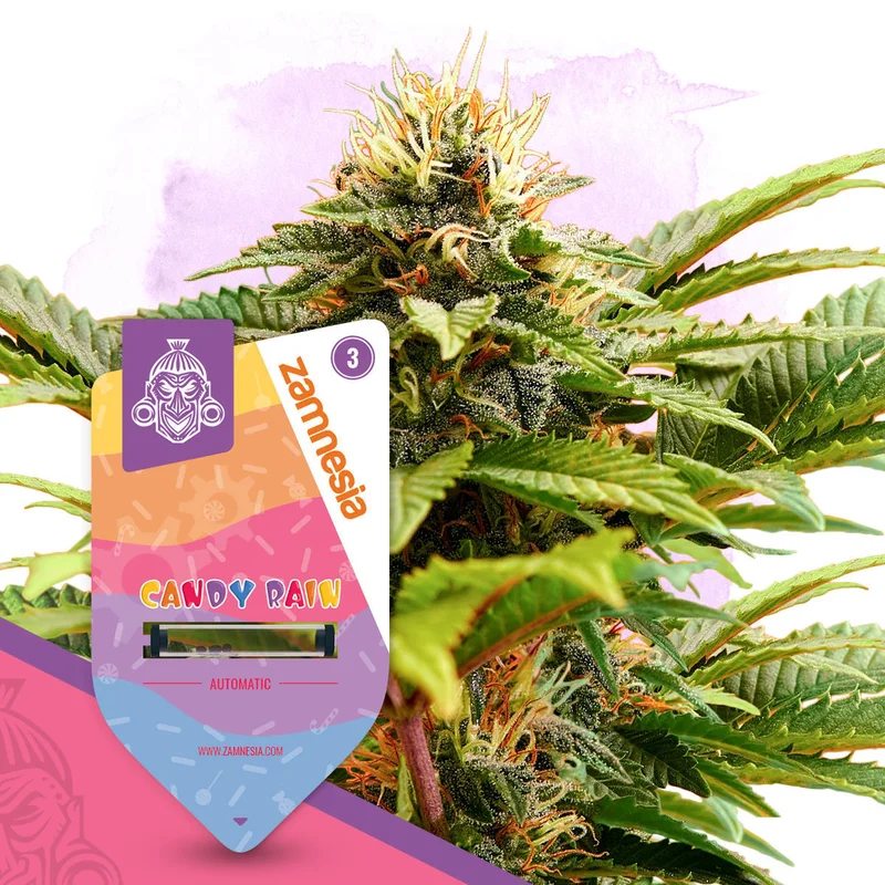 Candy Rain van Zamnesia Seeds