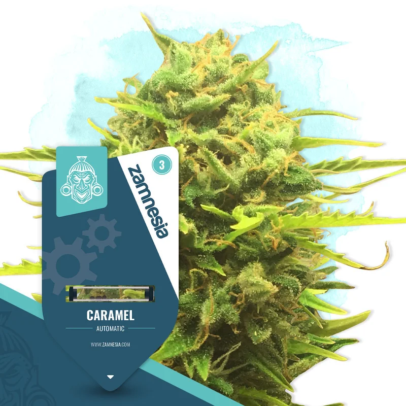 Caramel van Zamnesia Seeds