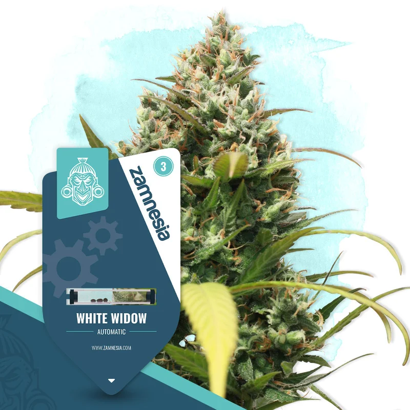 White Widow van Zamnesia Seeds