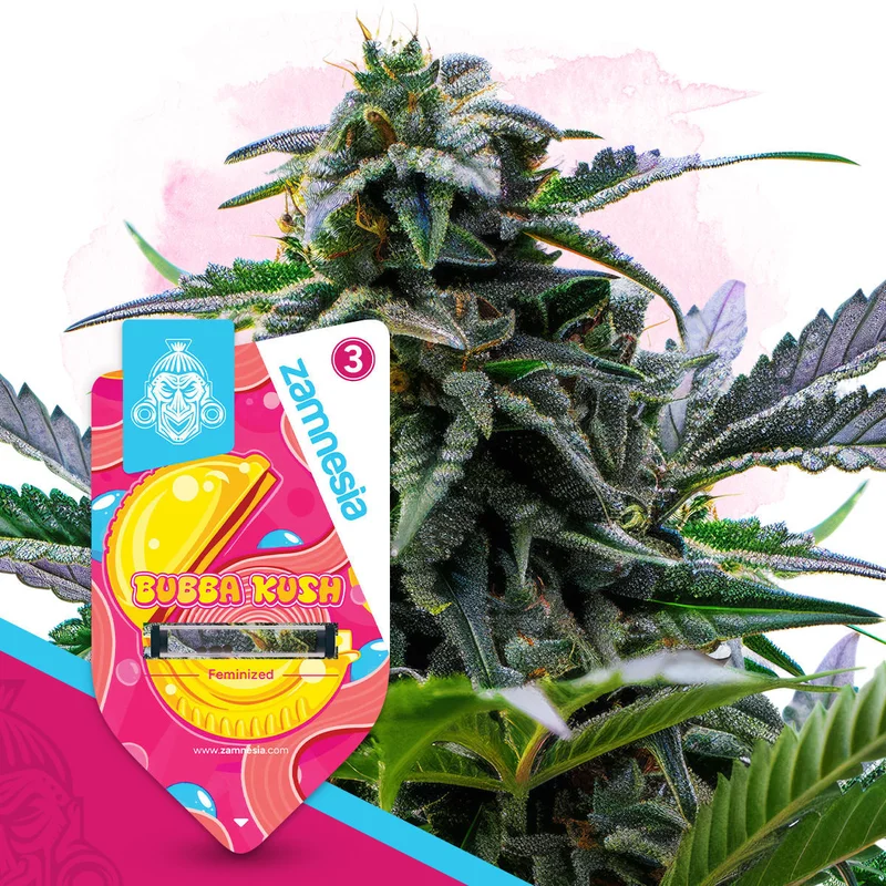 Bubba Kush van Zamnesia Seeds