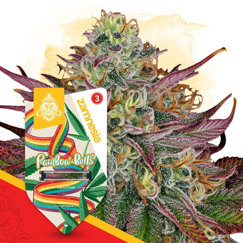 Rainbow Belts van Zamnesia Seeds