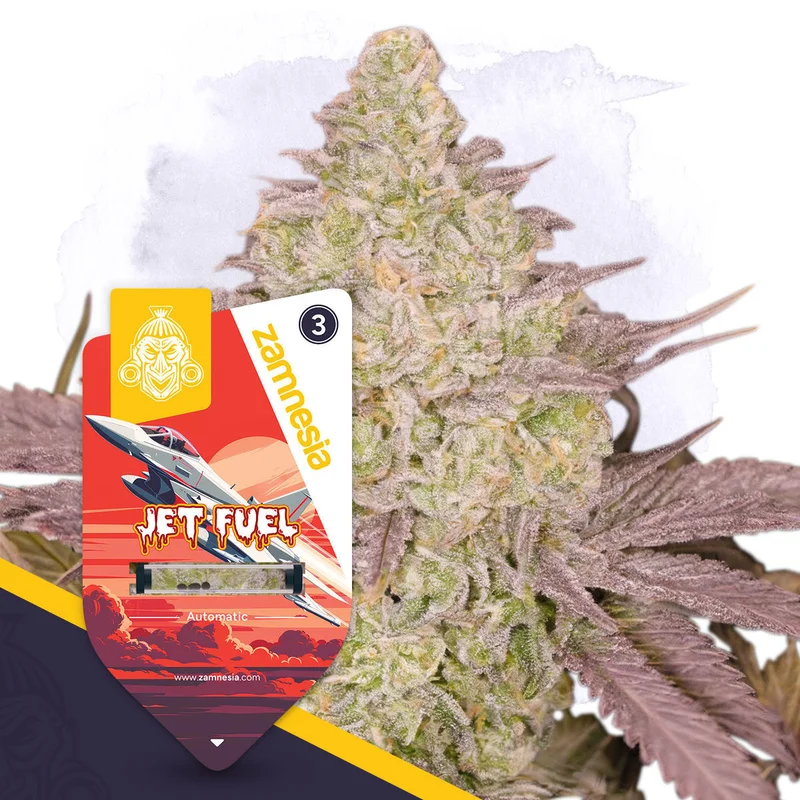 Jet Fuel van Zamnesia Seeds