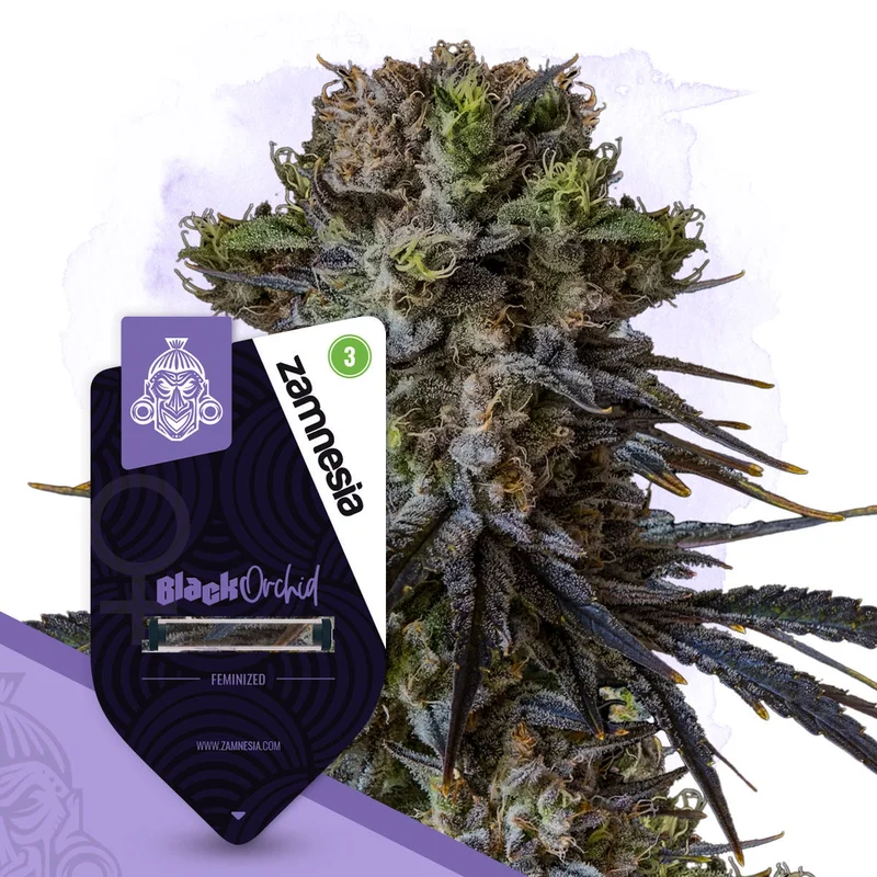 Black Orchid van Zamnesia Seeds