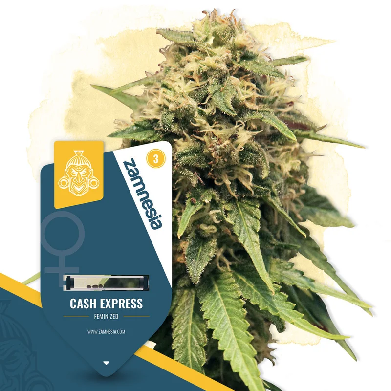 Cash Express van Zamnesia Seeds
