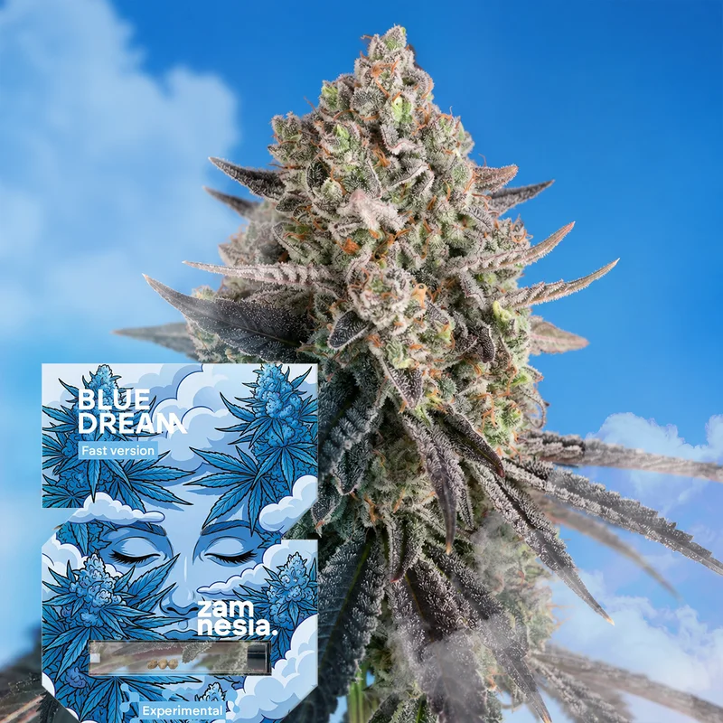 Blue Dream Fast Version van Zamnesia Seeds