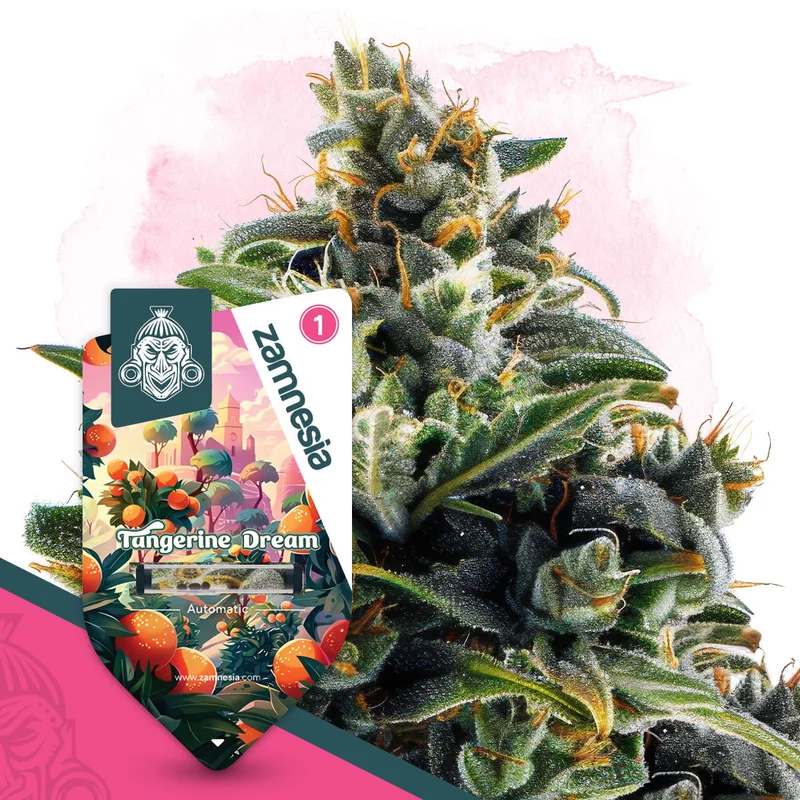 Tangerine Dream van Zamnesia Seeds