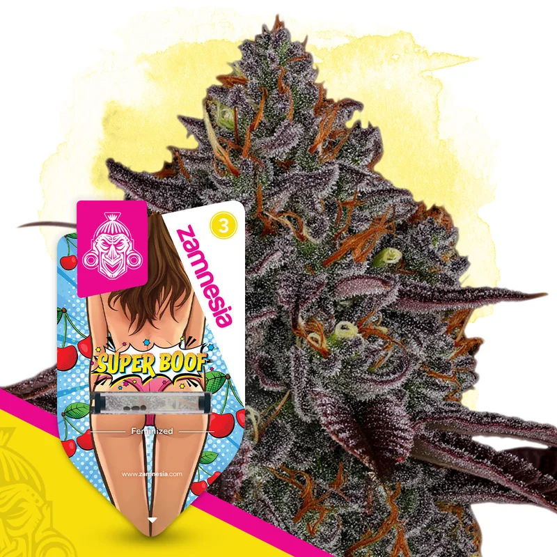 Super Boof van Zamnesia Seeds